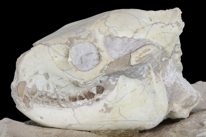 Juvenile Oreodont (Merycoidodon) Skull - South Dakota #113286